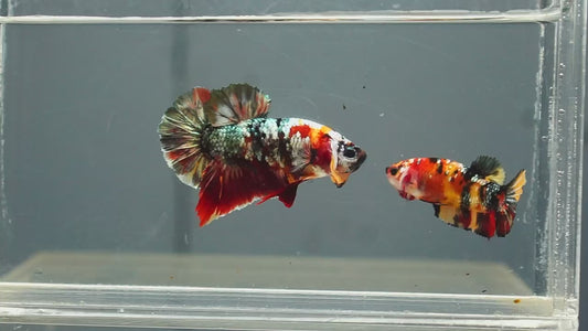 Metallic Multicolor HMPK Breeding Pair - BHB25008