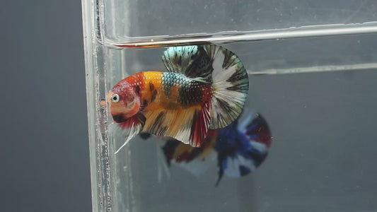 Metallic Multicolor HMPK Male - BHB25005