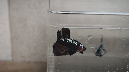 Black Samurai HMPK Male - BH25207