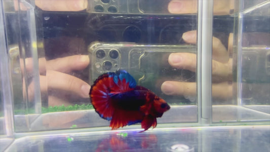 Nemo Galaxy HMPK Male - BH259006 (unique)