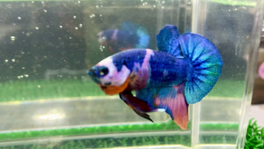 Metallic Blue Mask HMPK Male - BHB25001 (Rare)
