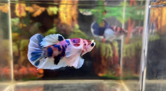 Multicolor Super Dumbo Ear HMPK Male - BHB25306