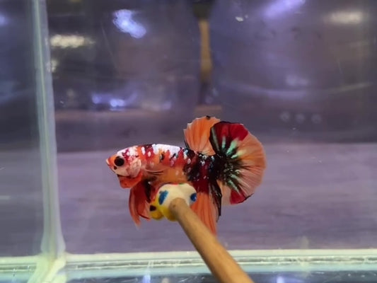 Metallic Nemo HMPK Male - BH25109
