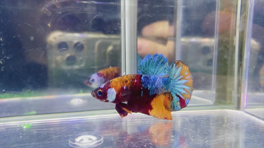 Multicolor HMPK Male - BH259005 (unique)