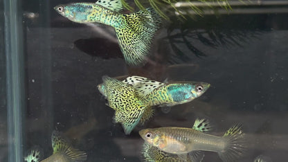 Metal Lace Guppy (Rare)