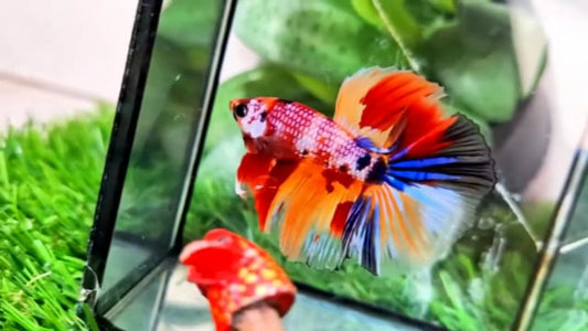 Halfmoon Male - BHS50228