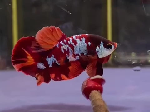 Multicolor Nemo Male HMPK - BHB24109