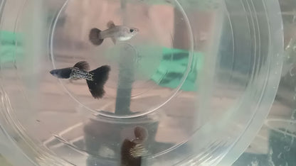Black Head Metal Snake Skin Guppy (Rare)