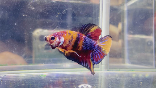 Multicolor Galaxy HMPK Male - BH259008