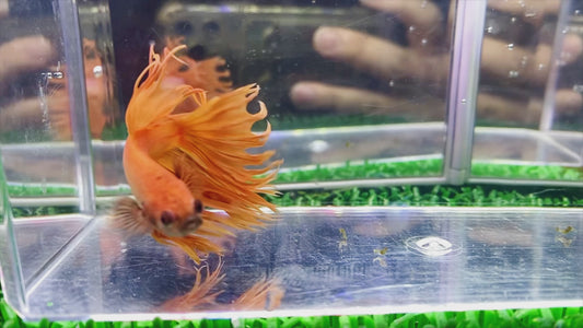 Orange Crown Tail  Male - BCT65901