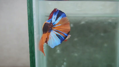 Giant Multicolor HMPK Male BGB4202G