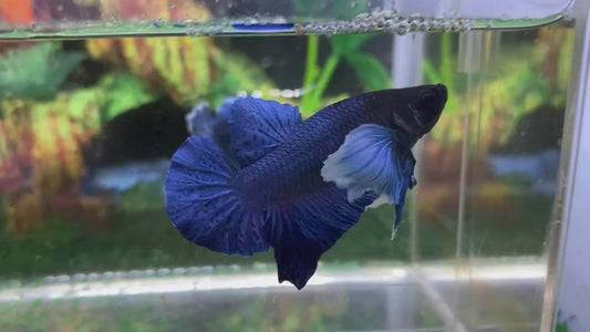 Super Dumbo Ear Blue HMPK Male - BHB24317
