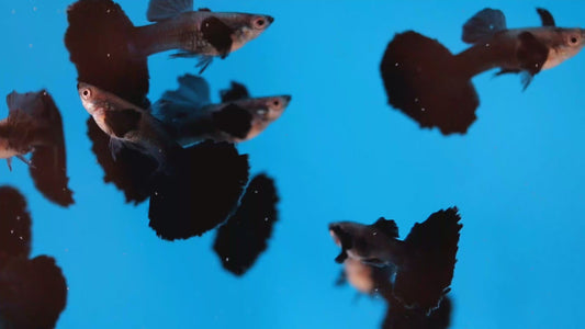 Black Halfmoon Dumbo Ear Guppies