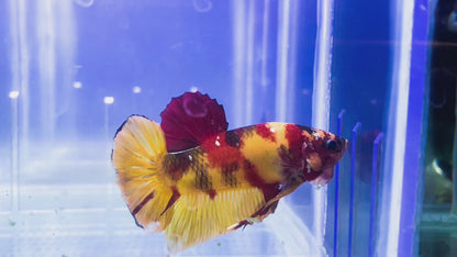 Giant Nemo HMPK Male  BGHB1027