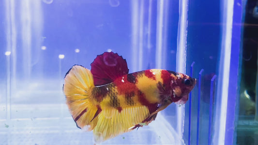 Giant Nemo HMPK Male  BGHB1027