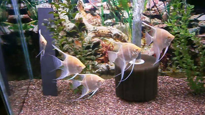 Albino Dantum Angelfish 6-7cm (High Grade)