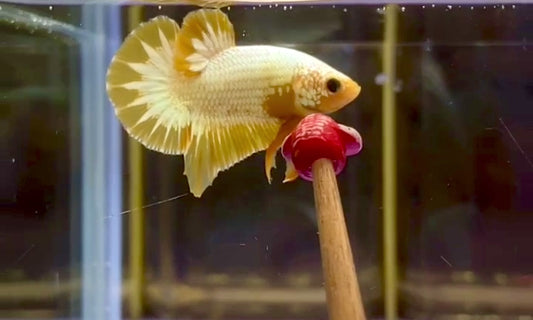 Yellow Fancy HMPK Male - BHB20130