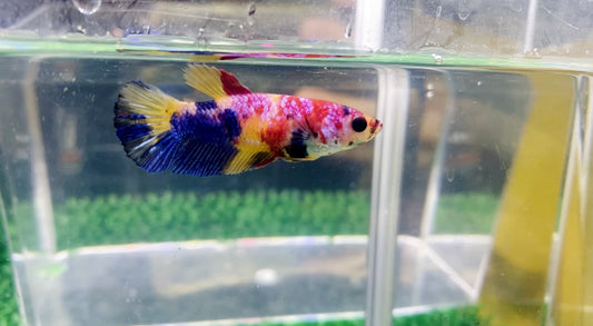 Multicolor HMPK Female - BH25911F