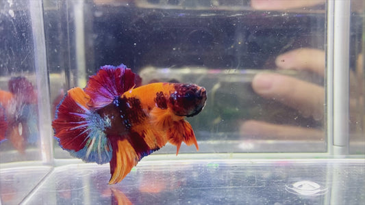Nemo HMPK Male - BH25910
