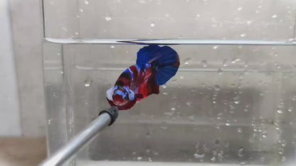 Multicolor HMPK Male - BHB25201