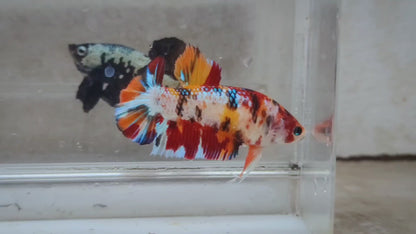 Giant Multicolor HMPK Female BGB45204
