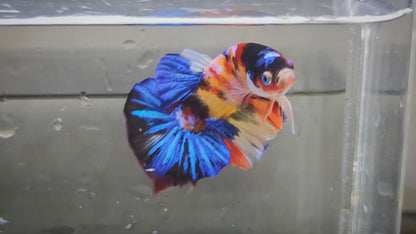 Multicolor Galaxy HMPK Male - BHB24215
