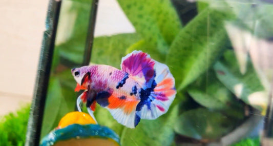 Multicolor HMPK (unique) Male - BH26005