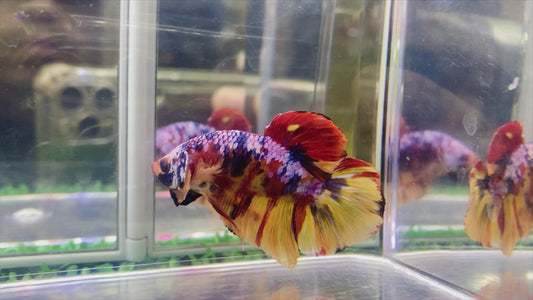 Multicolor HMPK Male - BH259001