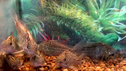 Elegant Corydoras 3-4cm
