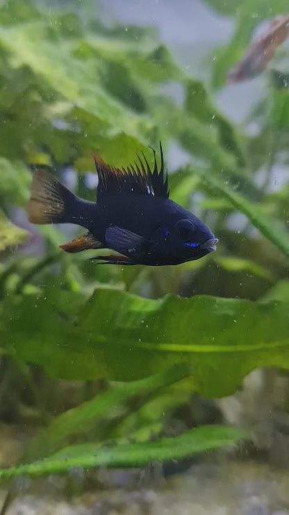 Black Rams (Dark knights)