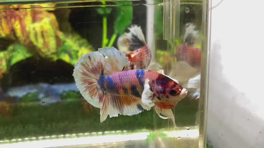 Multicolor Dumbo Ear HMPK (Male) - BHB24304