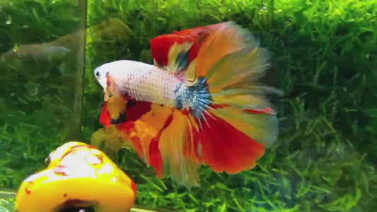 Multicolor Half Moon Male - BHM30103