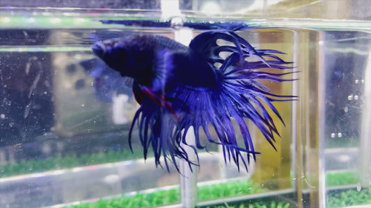 Blue Crown Tail  Male - BCT65904