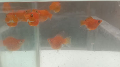 Orange Balloon Molly