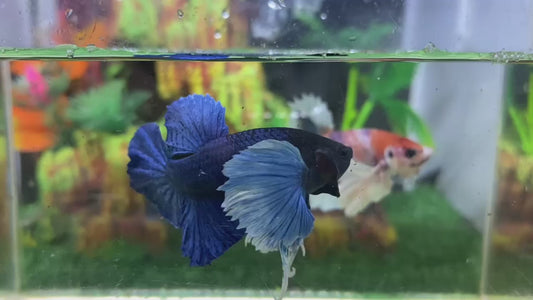 Super Dumbo Ear Blue HMPK Male- (Show) BHB24305