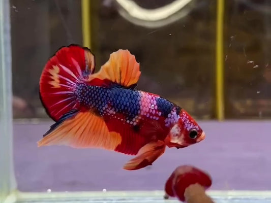 Multicolor HMPK Male - BHB24101