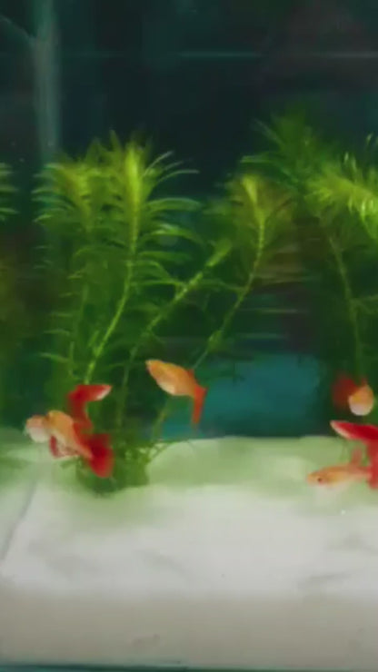 Red Moscow Guppy