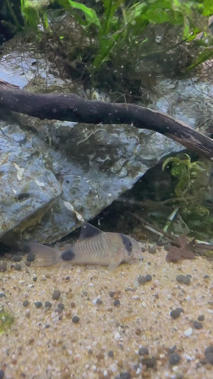 Panda Corydoras 3-4cm