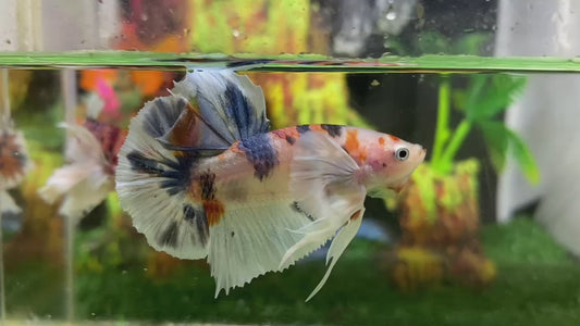 Multicolor Super Dumbo Ear HMPK Male- BHB24313