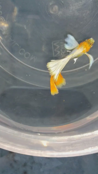 Santa Clause Dumbo Ear Guppy
