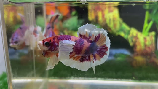 Multicolor Super Dumbo Ear HMPK (Male) - BHB24303