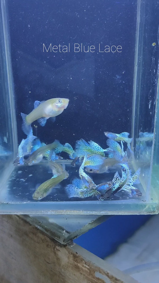 Blue Metal Lace Guppy (Rare)