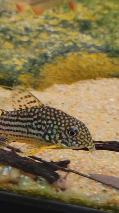 Sterbai Corydoras 3-4cm