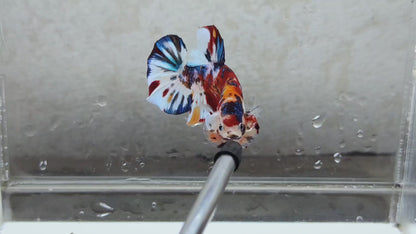 Giant Multicolor HMPK Male BGB4201G