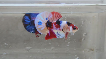 Multicolor HMPK Male - BHB24211