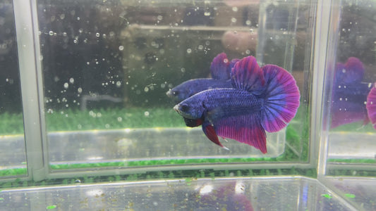 Mascot HMPK Male - BHB25003