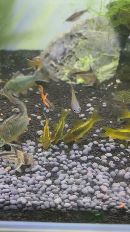 Gold Laser Corydoras 3-4cm
