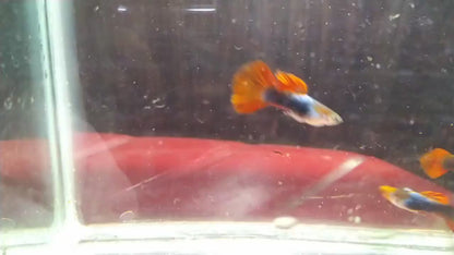 Koi Tuxedo Guppy