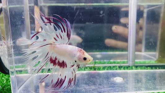 Pearl Crown Tail  Male - BCT65907