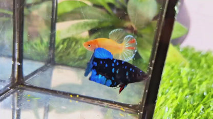 Avatar (Breeding Pair) HMPK - BH59011